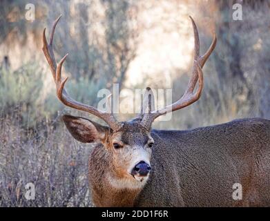 Un grand buck de cerf mulet se nourrissant sur la navigation sauvage et les arbustes dans un cadre rural dans le centre de l'Oregon près des montagnes Cascade. Banque D'Images