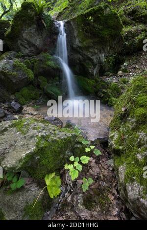 Petite cascade à l'intérieur de la forêt luxuriante Banque D'Images