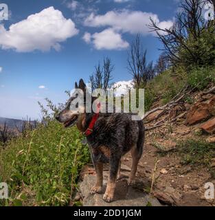 Un Blue Heeler, né sourd, s'arrête le long de l'Oracle Ridge Trail, Mount Lemmon, Tucson, Arizona, États-Unis. Banque D'Images