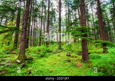 Arbres de Deodar dans le parc naturel de Manali, parc public près du village de Manali dans l'Himachal Pradesh dans le nord de l'Inde Banque D'Images