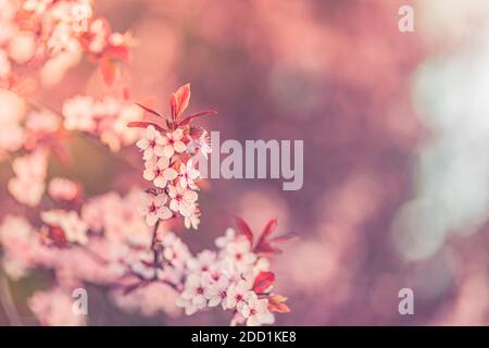 Bannière horizontale avec fleurs sakura de couleur rose sur fond ensoleillé. Belle nature printemps arrière-plan une branche de sakura en fleur. Fleurs printanières douces Banque D'Images