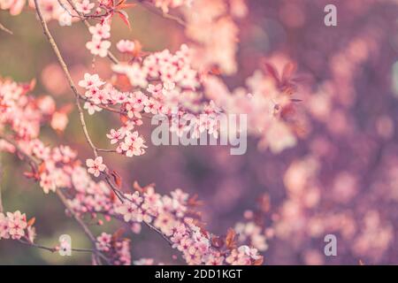 Bannière horizontale avec fleurs sakura de couleur rose sur fond ensoleillé. Belle nature printemps arrière-plan une branche de sakura en fleur. Fleurs printanières douces Banque D'Images