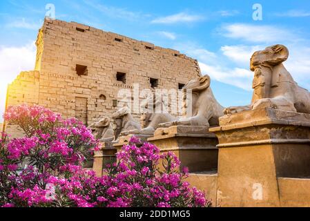 Fleurs roses près des Sphinxes du temple de Karnak à Louxor Banque D'Images