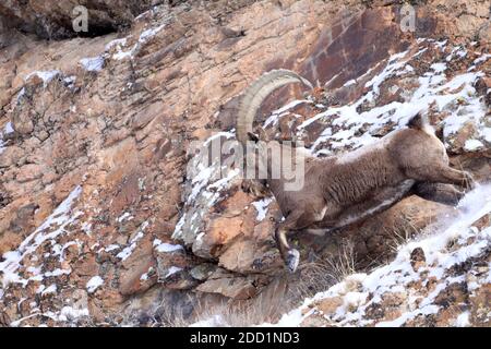 Bortala, Chine. 18 novembre 2020. Le roi ibex saute de façon agile sur la falaise à Bortala, Xinjiang, Chine le 18 novembre 2020.(photo de TPG/cnspotos) (photo de Top photo/Sipa USA) Credit: SIPA USA/Alay Live News Banque D'Images