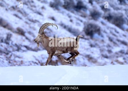 Bortala, Chine. 18 novembre 2020. Le roi ibex saute de façon agile sur la falaise à Bortala, Xinjiang, Chine le 18 novembre 2020.(photo de TPG/cnspotos) (photo de Top photo/Sipa USA) Credit: SIPA USA/Alay Live News Banque D'Images