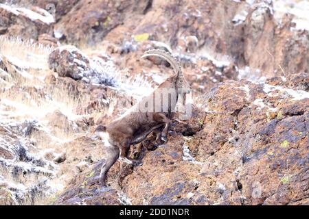 Bortala, Chine. 18 novembre 2020. Le roi ibex saute de façon agile sur la falaise à Bortala, Xinjiang, Chine le 18 novembre 2020.(photo de TPG/cnspotos) (photo de Top photo/Sipa USA) Credit: SIPA USA/Alay Live News Banque D'Images