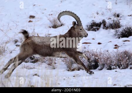 Bortala, Chine. 18 novembre 2020. Le roi ibex saute de façon agile sur la falaise à Bortala, Xinjiang, Chine le 18 novembre 2020.(photo de TPG/cnspotos) (photo de Top photo/Sipa USA) Credit: SIPA USA/Alay Live News Banque D'Images