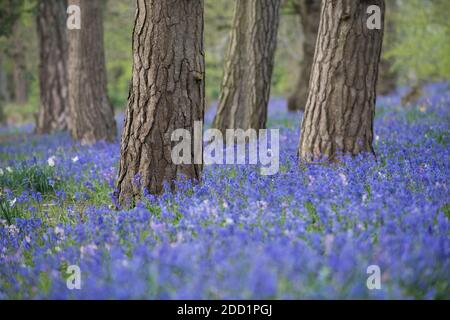Un tapis de cloches (jacinthoides non-scripta) dans une forêt du Suffolk, en Angleterre. Banque D'Images