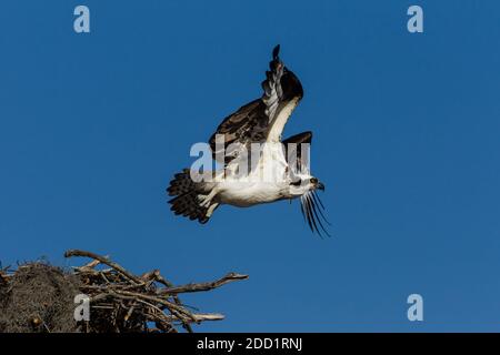 Un Osprey, Pandion haliaetus, prend le vol d'un grand nid en bâtons dans le bassin Atchachafalaya, dans le sud de Lousiana, aux États-Unis. Banque D'Images