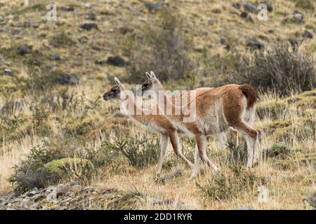 Deux guanacos sauvages dans le parc national Torres del Paine au Chili.