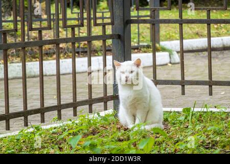 Chat errant assis sur la pelouse près de la clôture Banque D'Images