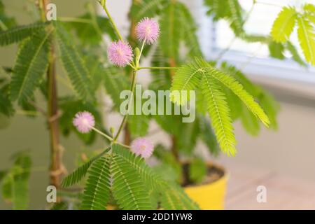 Mimosa pudica en très belle fleur, quelques fleurs roses Banque D'Images