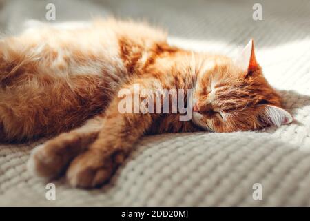 Chat de gingembre se détendre sur un canapé dans le salon. Animal de compagnie ayant le bon temps de dormir à la maison Banque D'Images