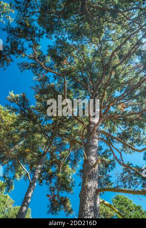 Regarder vers le haut à travers les vieux pins de croissance chargés avec pommes de pin avec la lumière du soleil brillant sur les grandes branches contre le ciel bleu vif Banque D'Images