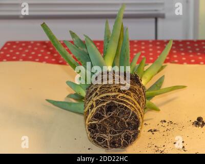 Aloe vera avec des racines très fortes et saines, en cours de rempotage Banque D'Images