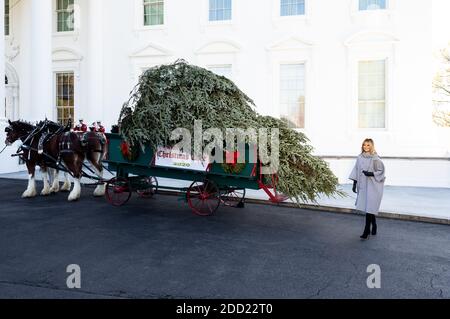 La première dame Melania Trump marche autour d'une calèche portant l'arbre de Noël de la Maison Blanche. Banque D'Images