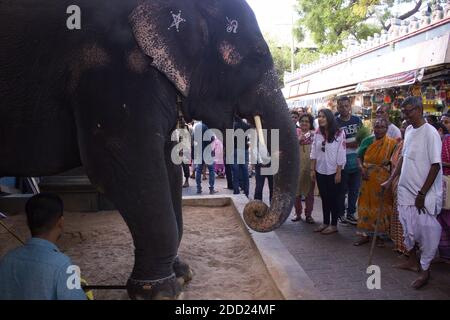 Pondichéry, Inde - 30 octobre 2018 : un éléphant debout pour bénir les gens en utilisant son tronc devant le temple de ganesha Banque D'Images