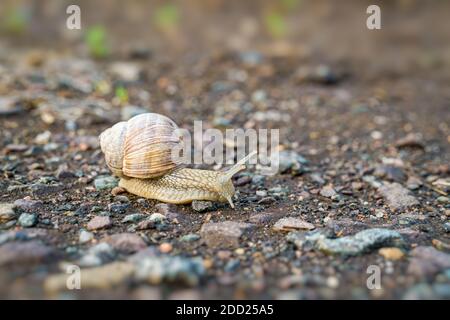 Escargot rampant sur le sol après la pluie. Banque D'Images