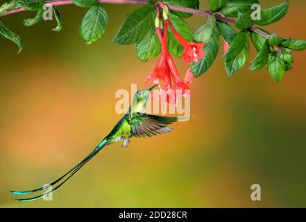 Sylph à queue longue (Aglaiocercus kingi) Equateur, Bolivie, Colombie, Pérou, Venezuela, par Alan G Nelson/Dembinsky photo Assoc Banque D'Images