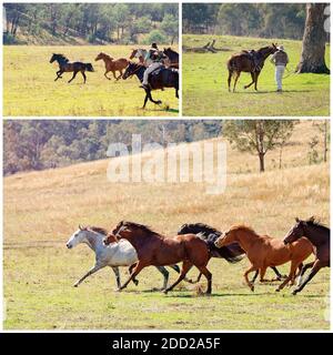 Collage d'images de magnifiques chevaux sauvages qui se dispucent à travers le plaines de la vallée dans une belle campagne sur un lumineux ensoleillé jour Banque D'Images