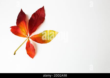 Feuille de Virginia super-rampantes, feuille de cinq feuilles de lierre feuillues isolées sur fond blanc.Parthenocissus quinquefolia,feuille jaune,rouge et orange.vue du dessus,espace de copie. Banque D'Images