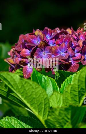 Fleurs rose foncé d'un buisson d'Hydrangea fleuries sur un journée ensoleillée dans un jardin Banque D'Images
