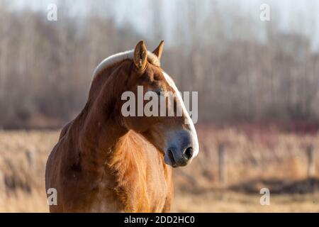 Le cheval sur pâturage, scène naturelle du Wisconsin. Banque D'Images