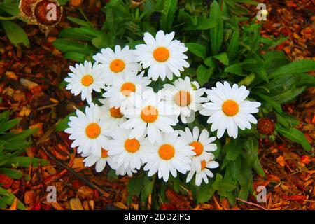 Une plante de Marguerite avec des feuilles vertes dans un jardin avec un paillis d'écorce à l'automne. Banque D'Images