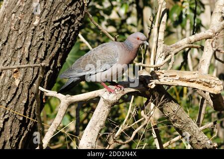 Un picazuro Pigeon - Patagioenas picazuro - sur la branche de l'arbre, sur un fond naturel flou, l'Argentine Banque D'Images