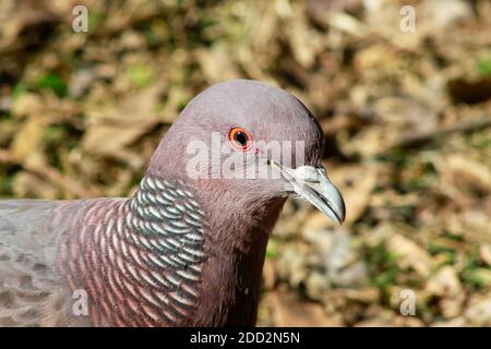 Un picazuro Pigeon - Patagioenas picazuro - sur la branche de l'arbre, sur un fond naturel flou, l'Argentine Banque D'Images