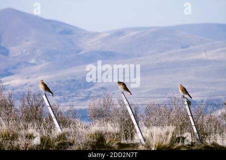 Chimango Caracara en perçant dans un poste dans une zone rurale en Patagonie Argentine. Banque D'Images