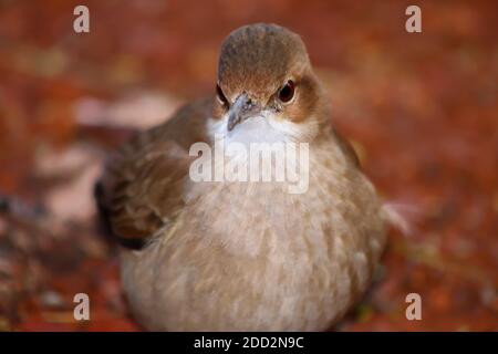 La belle truche crémeuse - Turdus amaurochalinus - repose sur la branche. Gros plan Banque D'Images