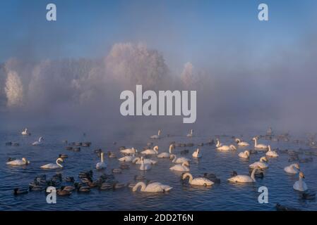 Paysage d'hiver incroyable avec des cygnes et des canards dans le lac, brouillard épais et arbres blancs dans le givre contre le ciel bleu, le matin ensoleillé gelé. Alb Banque D'Images