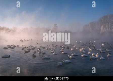 Paysage d'hiver incroyable avec des cygnes et des canards dans le lac, brouillard épais et arbres blancs dans le givre contre le ciel bleu, le matin ensoleillé gelé. Alb Banque D'Images