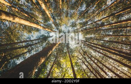 Plan contre hachée d'une forêt de pins. Flash de lumière au centre de l'image. Forêt de pins située à El Espinar, dans la Sierra de Guadarrama Nati Banque D'Images