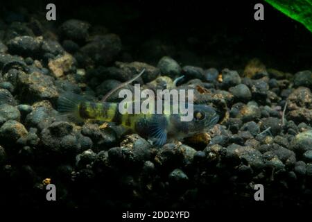 Bumblebee Goby, Brachygobius xanthomelas, Brachygobius sp. Ocelot, Banque D'Images