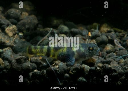 Bumblebee Goby, Brachygobius xanthomelas, Brachygobius sp. Ocelot, Banque D'Images