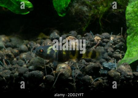 Bumblebee Goby, Brachygobius xanthomelas, Brachygobius sp. Ocelot, Banque D'Images