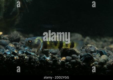 Bumblebee Goby, Brachygobius xanthomelas, Brachygobius sp. Ocelot, Banque D'Images