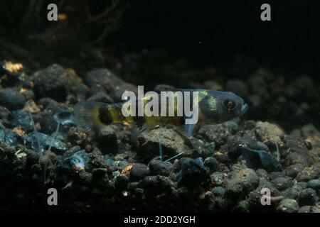 Bumblebee Goby, Brachygobius xanthomelas, Brachygobius sp. Ocelot, Banque D'Images