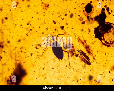 Un vrai insecte (Heteroptera) conservé à l'intérieur d'un morceau d'ambre birman antique, également connu sous le nom de Burmite, est une résine d'arbre fossilisée d'environ 99 millions d'y Banque D'Images