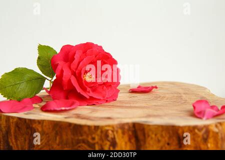 Roses et pétales dispersés sur un support en bois coupé. Vierge pour les cartes de vœux et les messages d'accueil. Banque D'Images