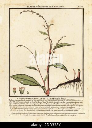 Poivre d'eau, persicaria hydropipette. La persicaire brulante, la renouee acre, Polygonum hydropipette. Gravure en plaque de coperplate imprimée en trois couleurs par Pierre Bulliard de son Herbier de la France, ou collection complète des plantes indigénes de ce royaume, Didot jeune, Debure et Belin, 1780-1793. Banque D'Images