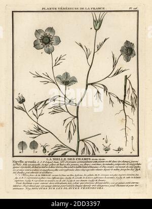 Amour-dans-un-brouillard. La nielle des champs, Nigella arvensis. Gravure en plaque de coperplate imprimée en trois couleurs par Pierre Bulliard de son Herbier de la France, ou collection complète des plantes indigénes de ce royaume, Didot jeune, Debure et Belin, 1780-1793. Banque D'Images