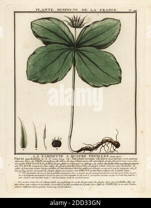 Herb-paris ou véritable nœud d'amant, la parisette a quatre feuilles, Paris quadrifolia. Gravure en plaque de coperplate imprimée en trois couleurs par Pierre Bulliard de son Herbier de la France, ou collection complète des plantes indigénes de ce royaume, Didot jeune, Debure et Belin, 1780-1793. Banque D'Images