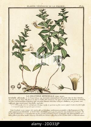 Herbe de grâce, hedgehyssop commun, la gratiole officinale, Gratiola officinalis. Gravure en plaque de coperplate imprimée en trois couleurs par Pierre Bulliard de son Herbier de la France, ou collection complète des plantes indigénes de ce royaume, Didot jeune, Debure et Belin, 1780-1793. Banque D'Images