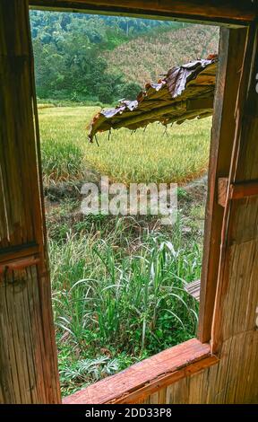 Rizières en terrasses dans le parc national de Doi inthanon dans la province de chiang Mai, Thaïlande, Asie du Sud-est Banque D'Images