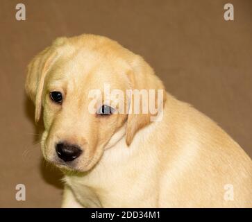 Un petit chiot du Labrador se sent fatigué après avoir joué Banque D'Images