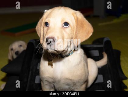 Un petit et beau chiot du Labrador regardant à gauche de l'image pendant que son frère se moque de lui de l'arrière Banque D'Images