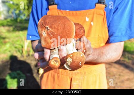 Champignons de la forêt collectés dans vos mains. Les mains des hommes tiennent des champignons frais délicieux recueillis dans la forêt. Une poignée de champignons sauvages dans ses mains Banque D'Images